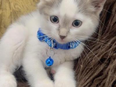 Beautiful Kittens Ready For A Home - American Longhair - Gallery Photo #1