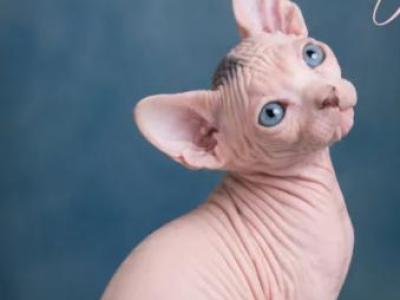 Blue - Sphynx - Gallery Photo #1