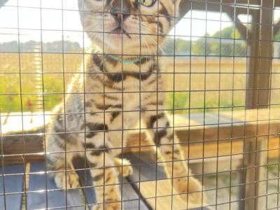 Cassius - Bengal - Gallery Photo #1