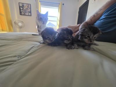 Cinderellas Helpers - Maine Coon - Gallery Photo #1