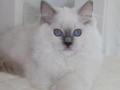 ARIA Blue Mitted Female - Ragdoll - Gallery Photo #1