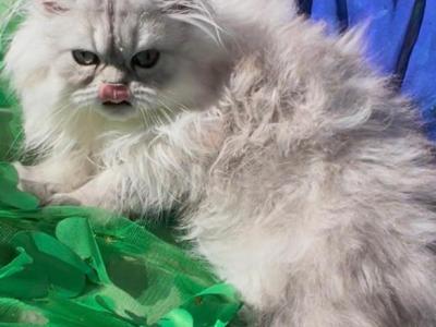 BBeautiful Silver Shaded Chinchilla Doll Face Male - Persian - Gallery Photo #1