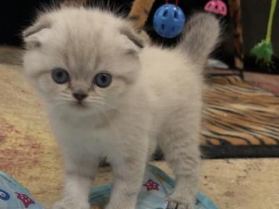 Sam - Scottish Fold - Gallery Photo #1
