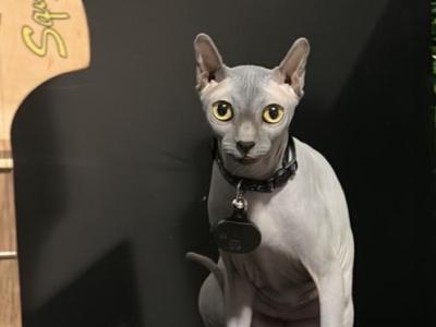 Elf Sphynx Female - Sphynx - Gallery Photo #1