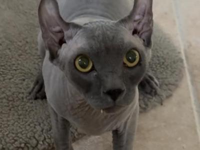 Elf - Sphynx - Gallery Photo #1