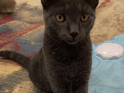 Fabio - Russian Blue - Gallery Photo #1