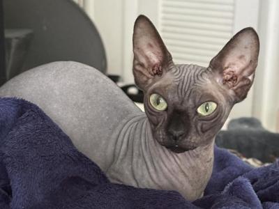 Bambino Female Cat - Bambino - Gallery Photo #1