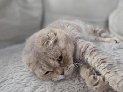 Mango - Scottish Fold - Gallery Photo #1