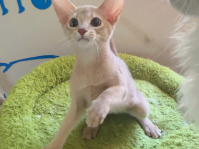 Abby - Abyssinian - Gallery Photo #1
