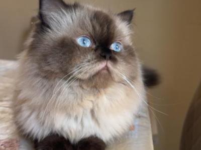 Simsim - Himalayan - Gallery Photo #1