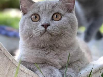 Loki - British Shorthair - Gallery Photo #1