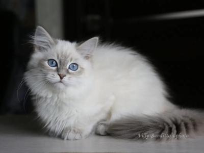 GABRIELLA IZ TVERSKOGO KNYAZHESTVA - Siberian - Gallery Photo #1