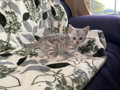Scottish Bengal Cross - Scottish Straight - Gallery Photo #1