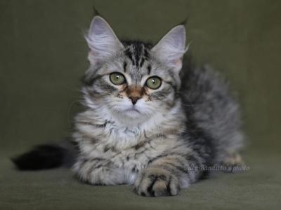JOJO IZ TVERSKOGO KNYAZHESTVA - Siberian - Gallery Photo #1