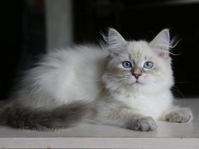HOLLIS IZ TVERSKOGO KNYAZHESTVA - Siberian - Gallery Photo #1