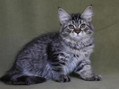 JELORA IZ TVERSKOGO KNYAZHESTVA - Siberian - Gallery Photo #1