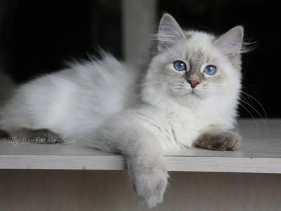 GLORIA IZ TVERSKOGO KNYAZHESTVA - Siberian - Gallery Photo #1