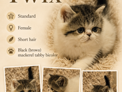 Twix - Minuet - Gallery Photo #1