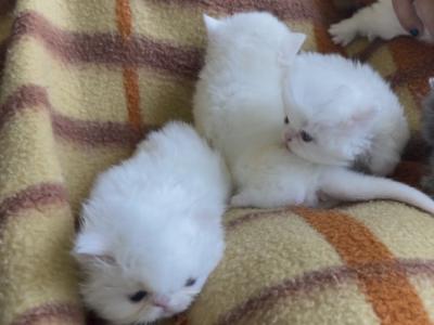 Persians White Solid Kittens - Persian - Gallery Photo #1