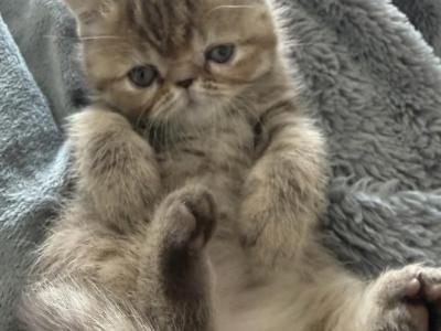 Exotic Chocolate Tabby Female - Exotic - Gallery Photo #1