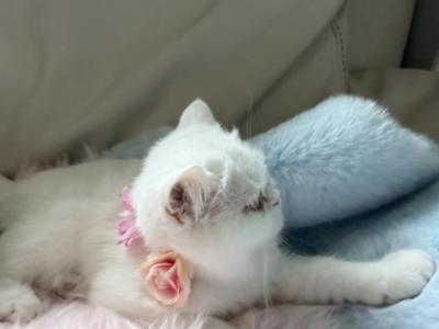 Ellie Shorthair Kitten Ready To Go - Exotic - Gallery Photo #1