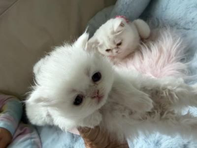 Ellie Shorthair White Kitten - Exotic - Gallery Photo #1