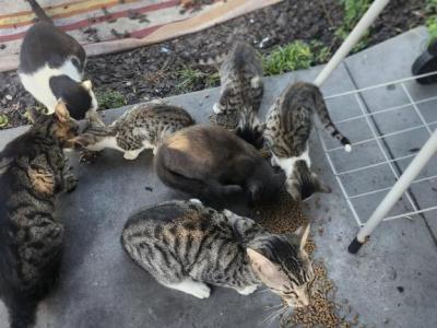 Orphankitties All - Domestic - Gallery Photo #1