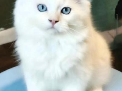 Olaf And Frost - Himalayan - Gallery Photo #1