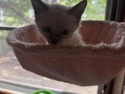 Ten Week Old Female Ragdoll - Ragdoll - Gallery Photo #1