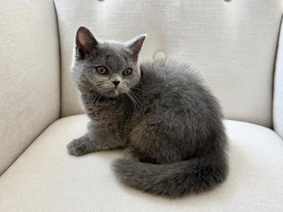 British Blue Female - British Shorthair - Gallery Photo #1