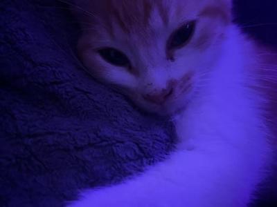 Simba - Domestic - Gallery Photo #1