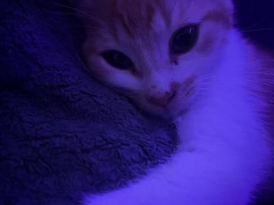 Simbaa - Domestic - Gallery Photo #1