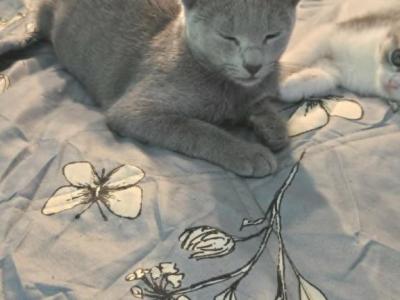 JH5 And JH6 - Russian Blue - Gallery Photo #1