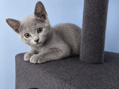 JH2 - Russian Blue - Gallery Photo #1