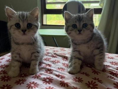 Tabbies - British Shorthair - Gallery Photo #1