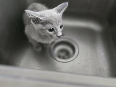 Boy And Girl - Russian Blue - Gallery Photo #1