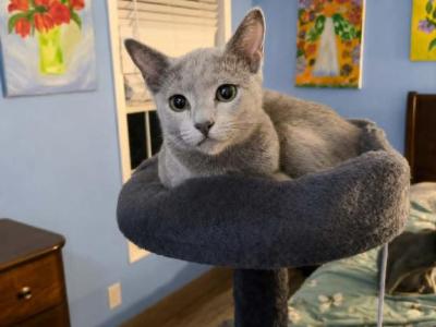 Boy And Girl - Russian Blue - Gallery Photo #1