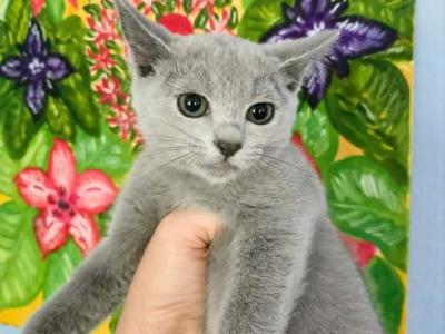 Girl ID - Russian Blue - Gallery Photo #1