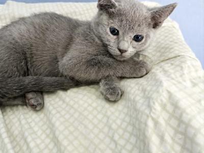 Boy ID - Russian Blue - Gallery Photo #1