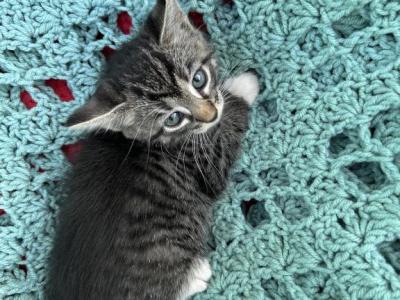 Ellie - Domestic - Gallery Photo #1