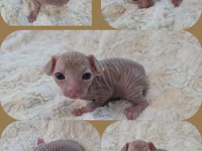 Silver Swirl Male - Sphynx - Gallery Photo #1