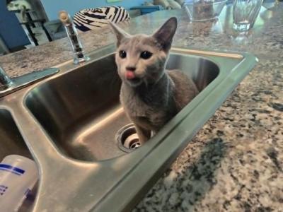 GirlJh - Russian Blue - Gallery Photo #1