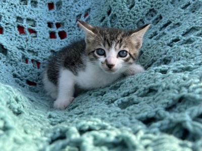 Luki - Domestic - Gallery Photo #1