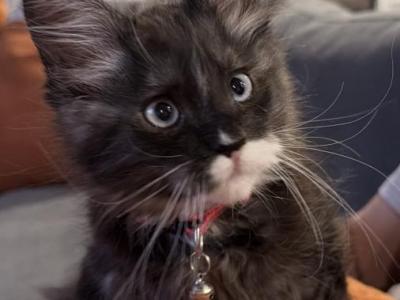 Blue Smoke With White Maine Coon Kittens - Maine Coon - Gallery Photo #1