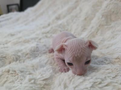 Cream Female - Sphynx - Gallery Photo #1