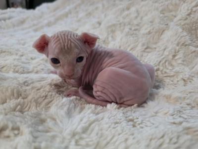 Cream Male - Sphynx - Gallery Photo #1
