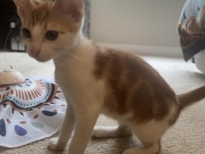 Litter - Domestic - Gallery Photo #1