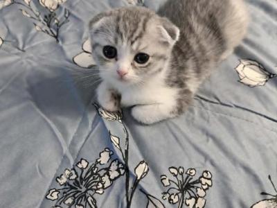 Sh - Scottish Fold - Gallery Photo #1