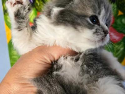 Sct - Scottish Fold - Gallery Photo #1
