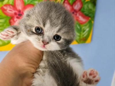 ScF - Scottish Fold - Gallery Photo #1